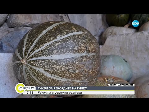 Видео: В Самоковско отгледаха тикви с размери, достойни за Гинес