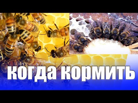 Видео: когда кормить пчел зимой