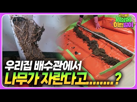 Видео: Чувак, тебе нужно платить аренду... Корни деревьев вторглись в мой дом...