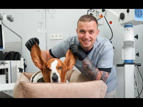 Видео: Как поставить капельницу кошке или собаке в домашних условиях?