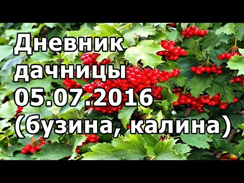 Видео: Дневника дачницы 03.07.2016 (калина, черная бузина)