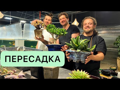 Видео: ПЕРЕСАДКА СУККУЛЕНТОВ КОМАНДОЙ ПРОФЕССИОНАЛОВ В КЕРАМИЧЕСКИЕ ГОРШКИ СИЛАМИ ШЕСТИ РУК