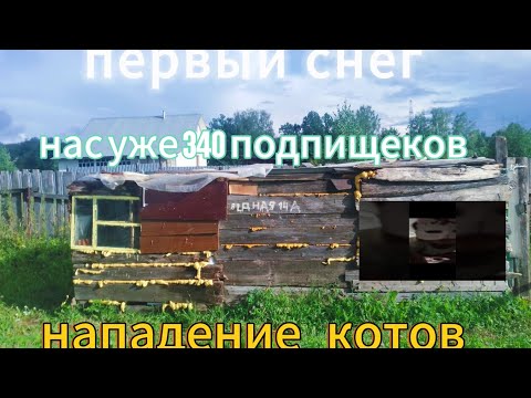 Видео: первый снег в домике , нападение котов на домик очень много следов около домика и на теретории.