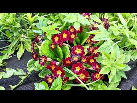 Видео: В ожидании тепла