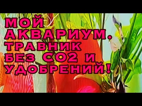 Видео: МОЙ АКВАРИУМ. травник без CO2 и удобрений!