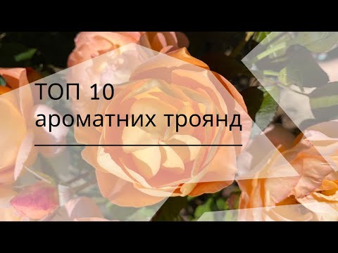 Видео: Мій особистий ТОП 10 ароматних троянд