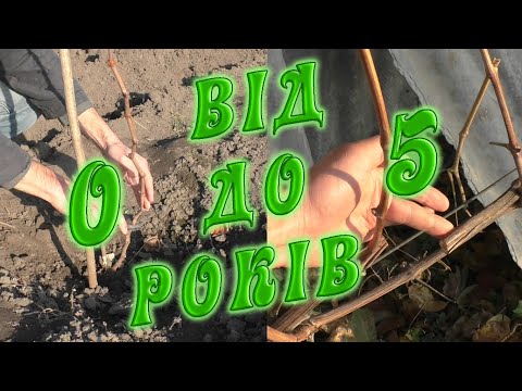 Видео: Обрізка винограду від саджанця до п'ятирічного куща