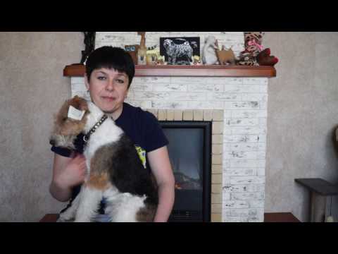 Видео: ПОРОДА ЖЕСТКОШЕРСТНЫЙ ФОКС-ТЕРЬЕР//ИНФОРМАЦИЯ