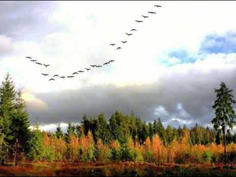 Видео: Русская   песня " Журавли", на стихи Н. Рубцова исп.М.  Казанкина 