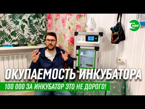 Видео: Окупаемость инкубатора. 100 000 за инкубатор это не дорого!