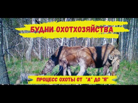 Видео: Будни охот хозяйства часть 1