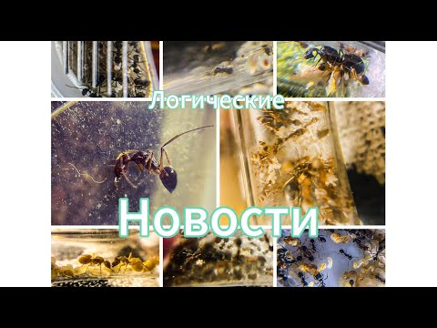 Видео: Логические новости.  Что случилось с моими муравьями?