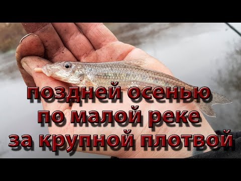 Видео: поздней осенью по малой реке за крупной плотвой