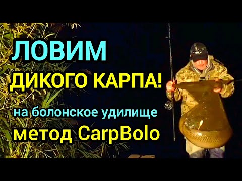 Видео: Ловим дикого карпа на болонское удилище! 