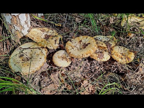 Видео: Грибное безумие! Зажрались Грибники не берут Грузди! Ходим по грибам Самарская область