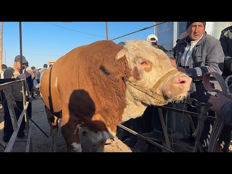 Видео: УРГАНЧ МОЛ БОЗОРИ 19-ОКТЯБР ЯНГИ НАРХЛАР ЭРТАЛАБГИ САВДОЛАР !!!