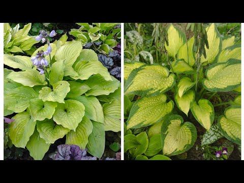 Видео: Хосты "Glory" и "Paul's Glory",лето 2023.Обзор сортов.