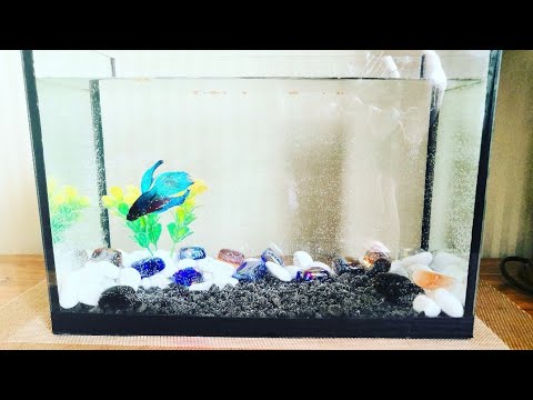 Видео: Рыбка Петушок 🐟Купила всё для рыбки🤗Декорируем аквариум и запускаем рыбку ✨