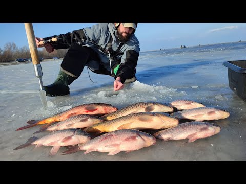 Видео: СКАЖЕНІ САЗАНИ, КАРАСІ КОНІ, а вечером КЛЮНУВ МАСТАДОНТ Трофей РОКУ, Рибалка ТОП