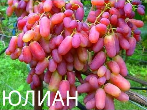 Видео: Мой виноград . Сорт - ЮЛИАН .