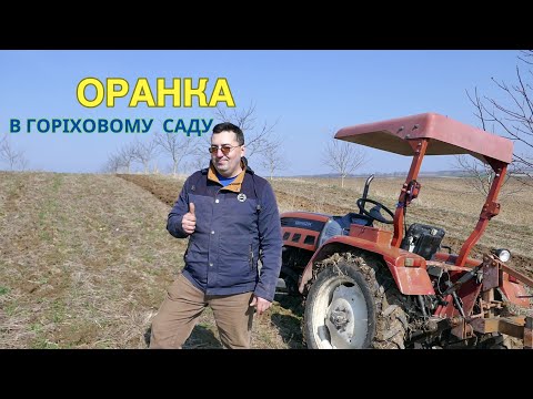 Видео: Оранка в горіховому саду