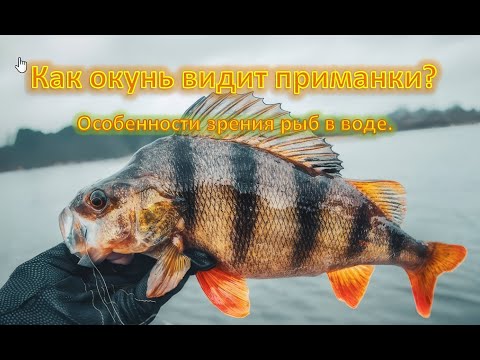 Видео: КАК ВИДИТ ОКУНЬ? Как окунь видит приманки? Особенности зрения рыб в воде.