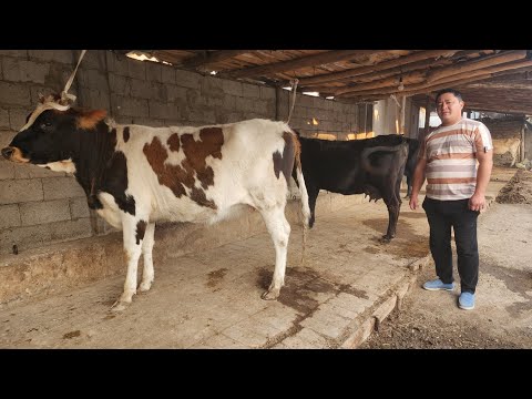 Видео: BOGOZ SIGIRLAR SOTILADI ☎️902052128  ноября 2025 г. Богоз сигирлар сотилади