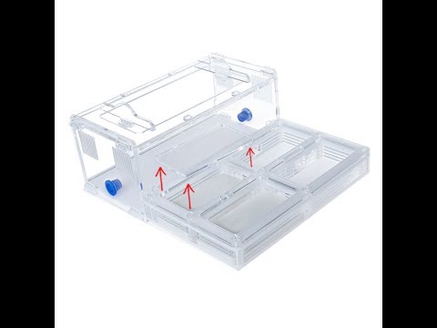Видео: Муравьиная ферма Direct 2.0 от 4ants
