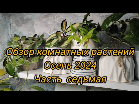 Видео: Обзор коллекции моих комнатных растений | Осень 2024 | Часть седьмая