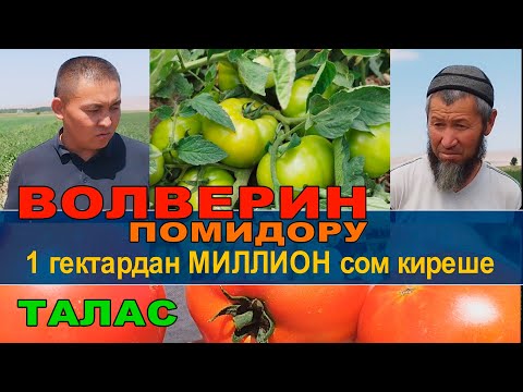 Видео: МИЛЛИОН СОМДОН АШЫК ПАЙДА ТАПКАН ТАЛАСТЫК ДЫЙКАНДАР  КАНДАЙ  ПОМИДОР ӨСТҮРӨТ