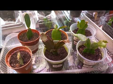 Видео: СРОЧНАЯ ПЕРЕСАДКА ЧЕРЕНКОВ ШЛЮМБЕРГЕР И РИПСОВ!ПРИЧИНА ПЛОХОГО РОСТА!УСЛОВИЯ ДАЛЬНЕЙШЕГО ВЫРАЩИВАНИЯ