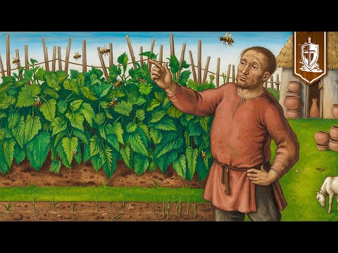 Видео: В КАЖДОМ крестьянском саду было это растение (и вам тоже стоит его вырастить)