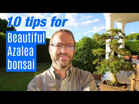 Видео: Уход за бонсай | Специальные предложения по бонсай из азалии | Как купить и ухаживать за красивой...