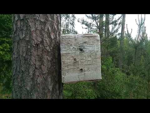 Видео: Проверка ловушек по маршруту 5