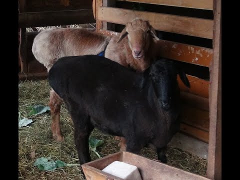 Видео: Овцы, голуби, попугаи и многое другое.