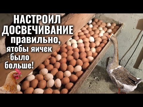 Видео: Курятник на даче: ОТОПЛЕНИЕ по-новому и ДОСВЕЧИВАНИЕ