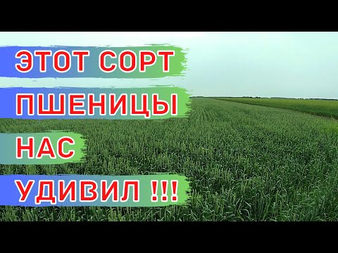 Видео: Короткостебельная яровая пшеница Юнион по рапсу и пару