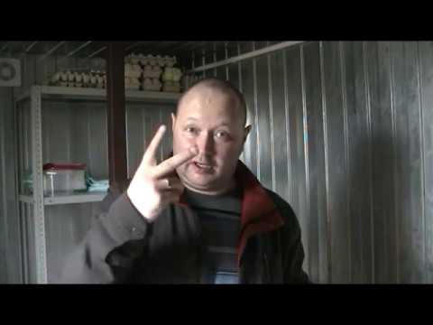 Видео: Перепелкам 10 дней!!! Реально автономный птичник!!!