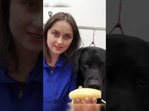 Видео: Груминг лабрадора. Как помыть и вычесать собаку дома?