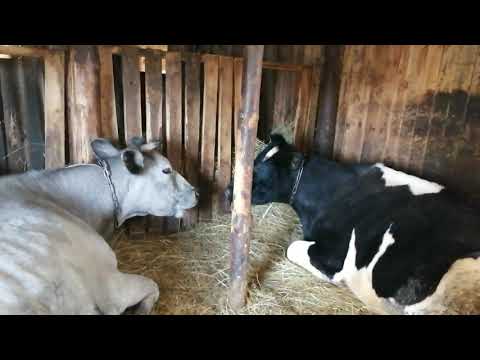 Видео: ОБЗОР ХОЗЯЙСТВА:КТО ОСТАЛСЯ ПОСЛЕ ПРОДАЖИ!УВИДЕЛА РАСПРОДАЖУ И ЗАКАЗАЛА СЕБЕ САЖЕНЦЫ!САДЫ УРАЛА!