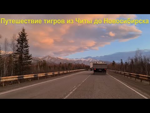 Видео: Путешествие Тигров из Читы в Новосибирск / Travel of Tigers from Chita to Novosibirsk