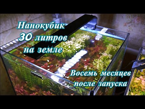 Видео: #Нанокубик_30L на земле. Без СО2, без удо, без фильтра. Восемь месяцев после запуска.