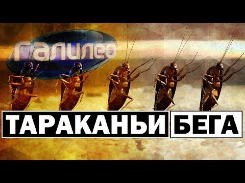 Видео: Галилео | Тараканьи бега 🐛 Cockroach running
