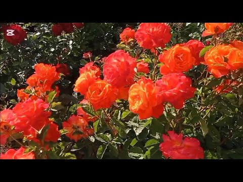 Видео: Июньское цветение роз 2024 года. Лучшее.
