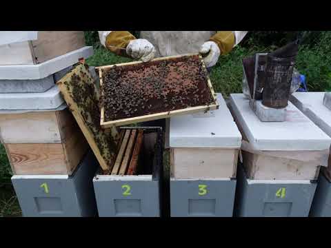 Видео: развитие отводков в шестирамочниках .часть 7  . анализ маток . нету взятка,пчелы голодают