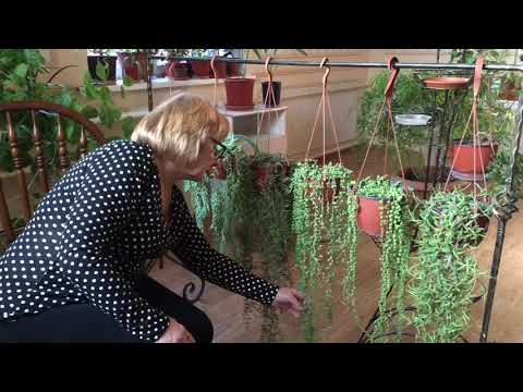 Видео: Крестовник | очиток | суккуленты