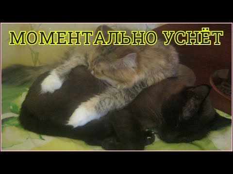Видео: Усыпляющая музыка для кошек, котов и котят с мурчанием !  Расслабляющая кошачья музыка колыбельная