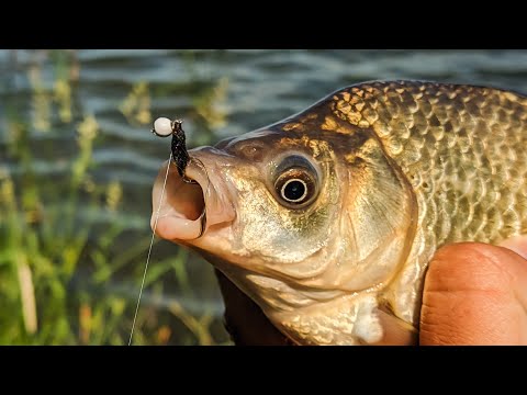 Видео: Мормышинг. СПИННИНГ Mifine AIR SPIN (0.2-0.8G) 180см. ЛОВЛЯ КАРАСЯ НА НИМФОМУШКИ.