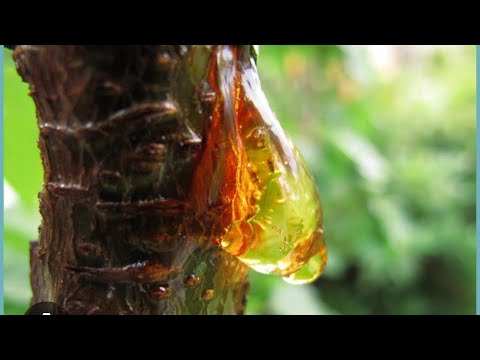 Видео: Өрік ағашының ауруы—гоммоз. Камедотечение. #бақша #баубақша #өрік #медныйкупорос #известь