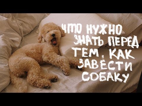 Видео: об этом вы не знали | неочевидные вещи о питомцах